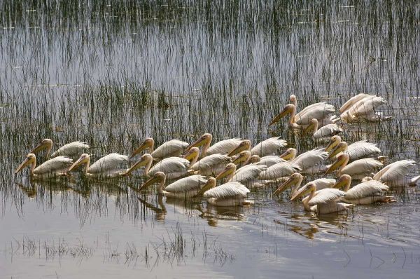 Kenya, Lake Nakuru NP Flock of white pelicans